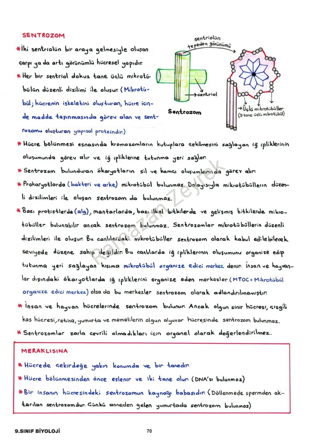 HÜCRE VE ALT BİRİMLERİ
* Canlının en küçük yapı ve görev birimine hücre denir.
* Hücreler işlevsel olarak benzerlik gösterse de yapısal olar