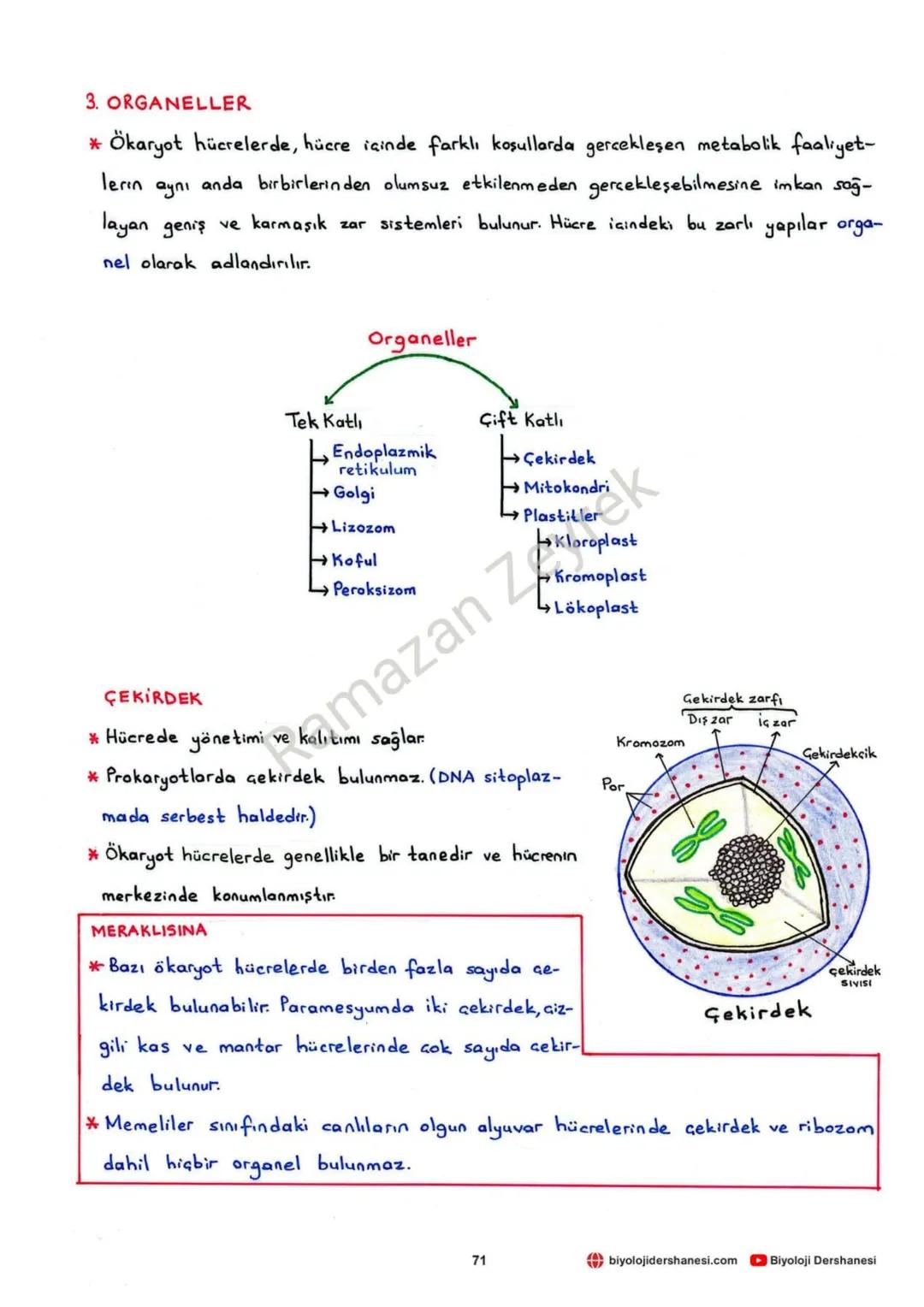 HÜCRE VE ALT BİRİMLERİ
* Canlının en küçük yapı ve görev birimine hücre denir.
* Hücreler işlevsel olarak benzerlik gösterse de yapısal olar