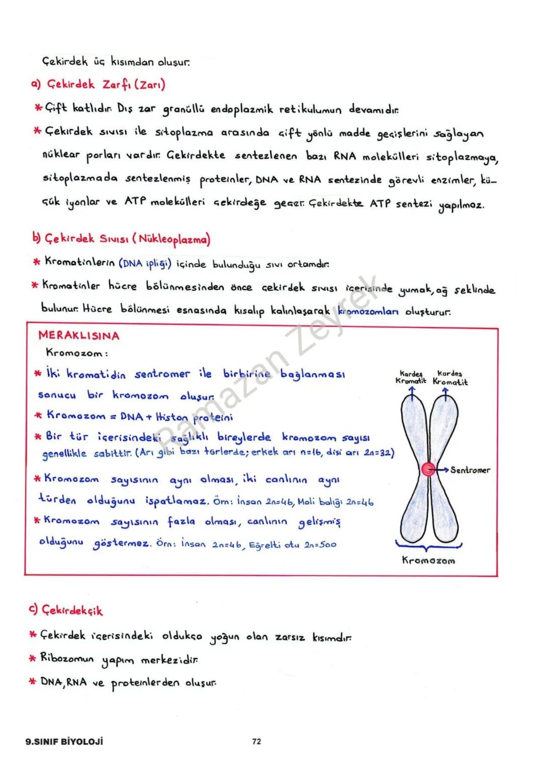 HÜCRE VE ALT BİRİMLERİ
* Canlının en küçük yapı ve görev birimine hücre denir.
* Hücreler işlevsel olarak benzerlik gösterse de yapısal olar