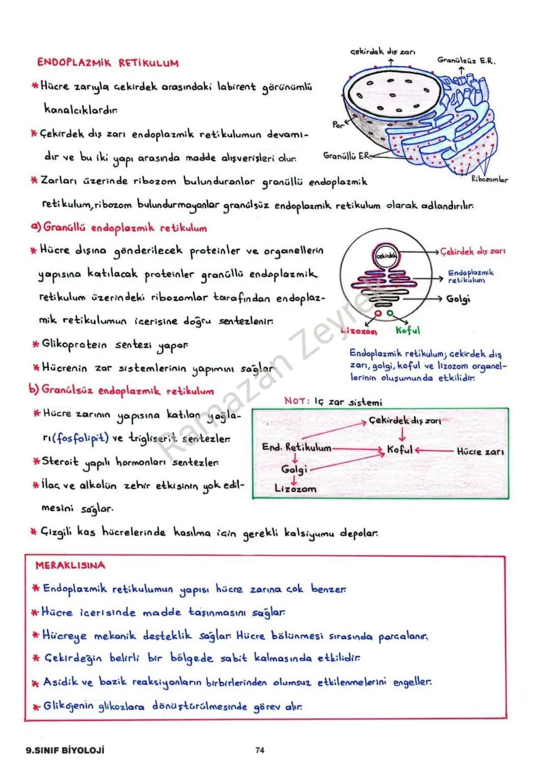 HÜCRE VE ALT BİRİMLERİ
* Canlının en küçük yapı ve görev birimine hücre denir.
* Hücreler işlevsel olarak benzerlik gösterse de yapısal olar