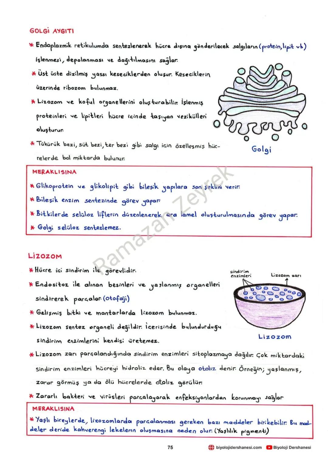 HÜCRE VE ALT BİRİMLERİ
* Canlının en küçük yapı ve görev birimine hücre denir.
* Hücreler işlevsel olarak benzerlik gösterse de yapısal olar