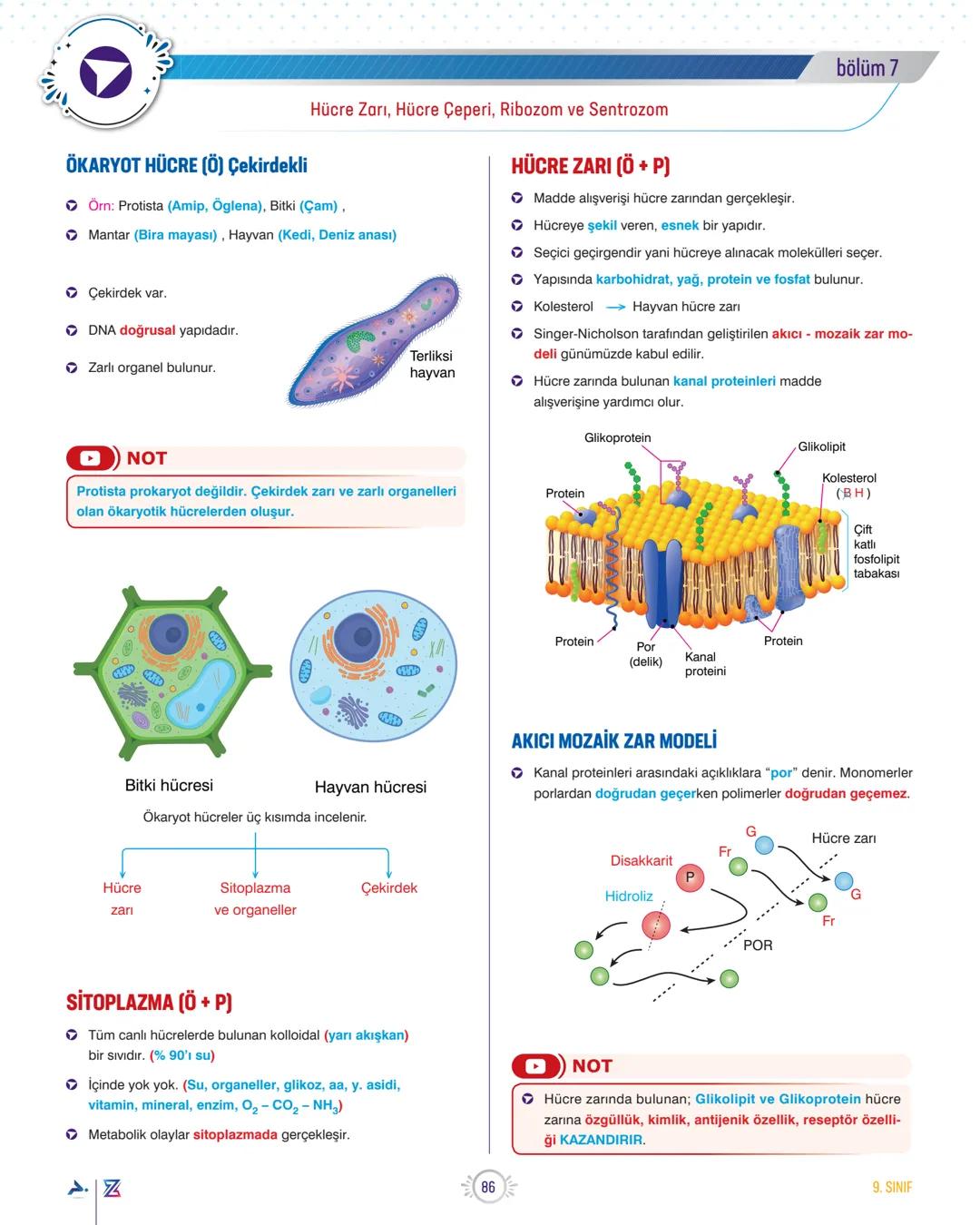 bölüm 7
TEMA 2
ORGANİZASYON
Hücre Zarı, Hücre Çeperi, Ribozom ve Sentrozom
PROKARYOT HÜCRE (P) (Çekirdeksiz)
Örn: Bakteriler (Siyonabakteri,