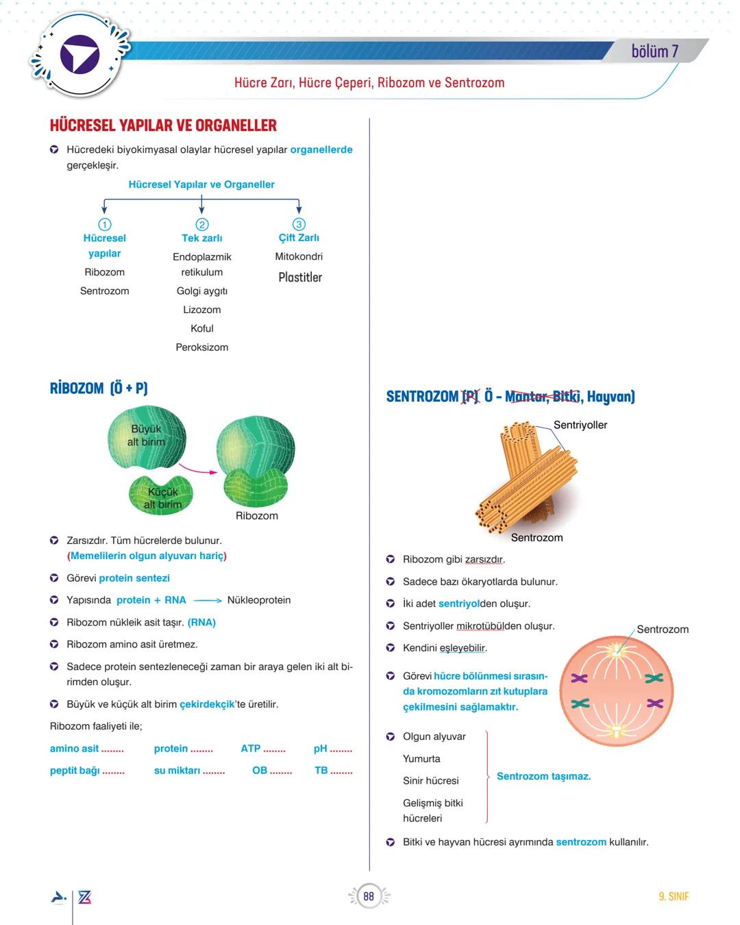 bölüm 7
TEMA 2
ORGANİZASYON
Hücre Zarı, Hücre Çeperi, Ribozom ve Sentrozom
PROKARYOT HÜCRE (P) (Çekirdeksiz)
Örn: Bakteriler (Siyonabakteri,