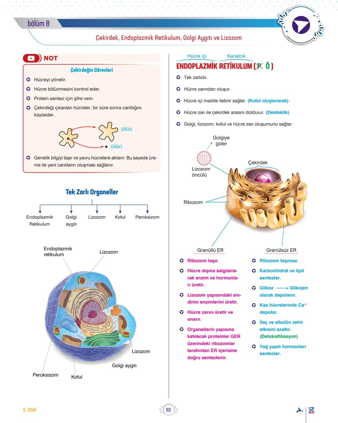 bölüm 7
TEMA 2
ORGANİZASYON
Hücre Zarı, Hücre Çeperi, Ribozom ve Sentrozom
PROKARYOT HÜCRE (P) (Çekirdeksiz)
Örn: Bakteriler (Siyonabakteri,