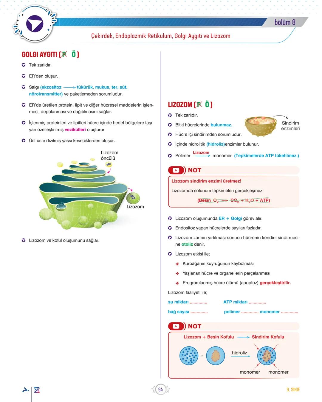 bölüm 7
TEMA 2
ORGANİZASYON
Hücre Zarı, Hücre Çeperi, Ribozom ve Sentrozom
PROKARYOT HÜCRE (P) (Çekirdeksiz)
Örn: Bakteriler (Siyonabakteri,