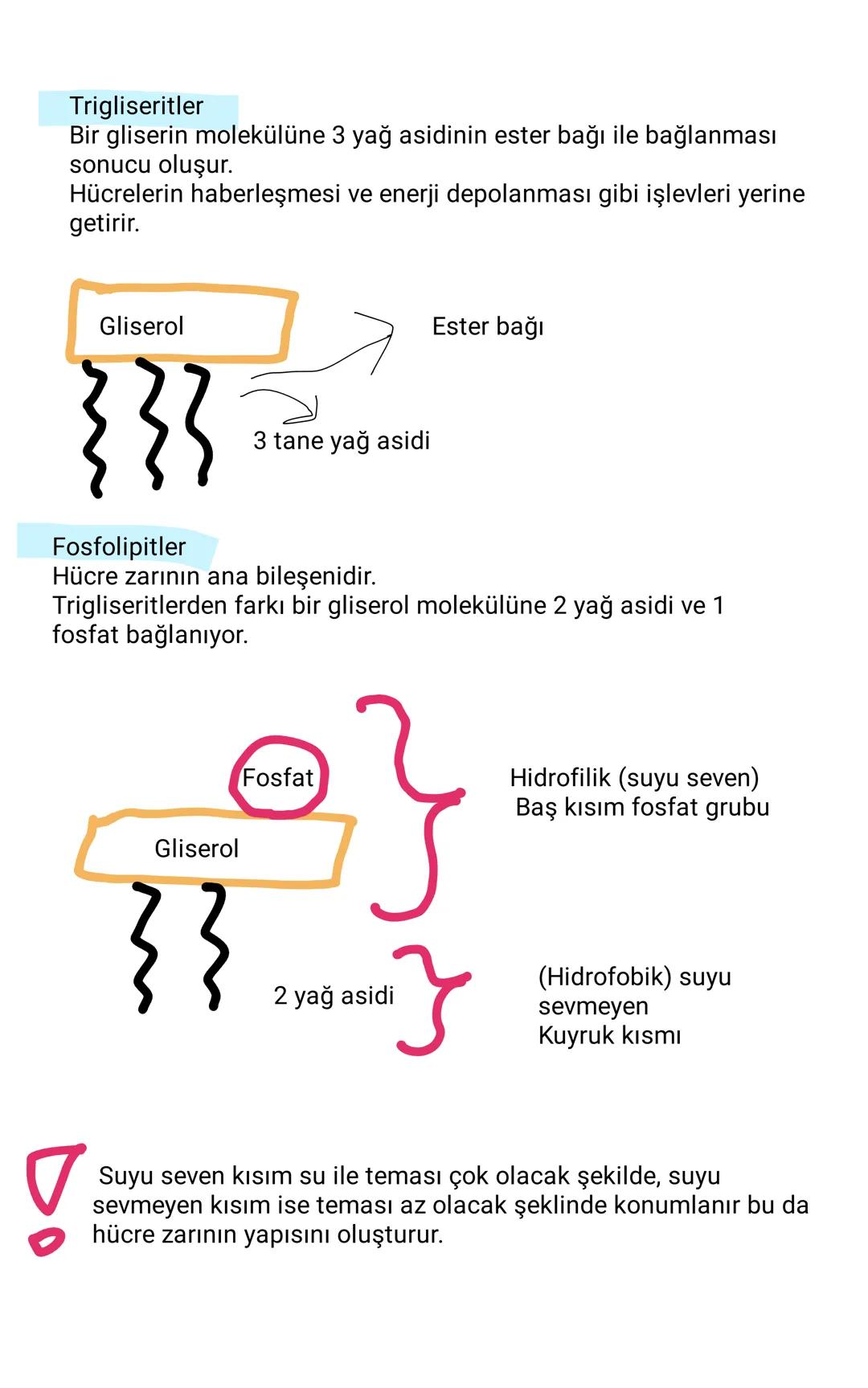 # İNORGANİK MOLEKÜLLER
## Su
Suyun çözücülük öz. sayesinde;
-Metabolik atıklar vücuttan uzaklaştırılır
-Besinlerin taşınması sağlanır
Su
-