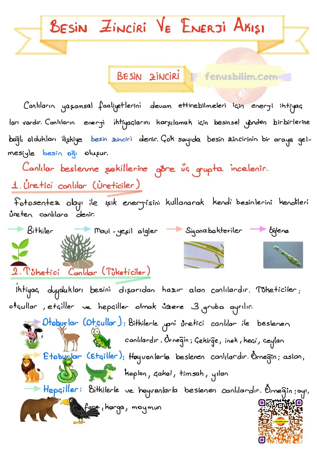 BESİN ZİNCİRİ VE ENERJİ AKIŞI
BESİN ZİNCİRİ
fenusbilim.com
Canlıların yaşamsal faaliyetlerini devam ettirebilmeleri için enerji ihtiyaç
ları