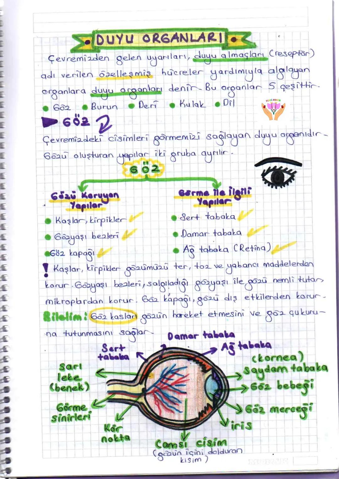 ## DUYU ORGANLARI
Çevremizden gelen uyarıları, duyu almaçları (reseptor)
adı verilen özelleşmiş hücreler yardımıyla algılayan
organlara du