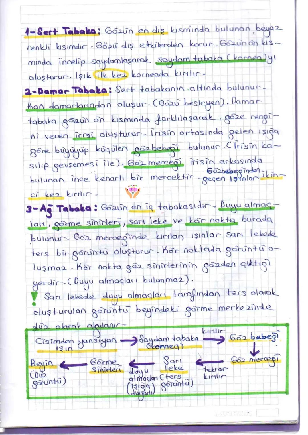 ## DUYU ORGANLARI
Çevremizden gelen uyarıları, duyu almaçları (reseptor)
adı verilen özelleşmiş hücreler yardımıyla algılayan
organlara du