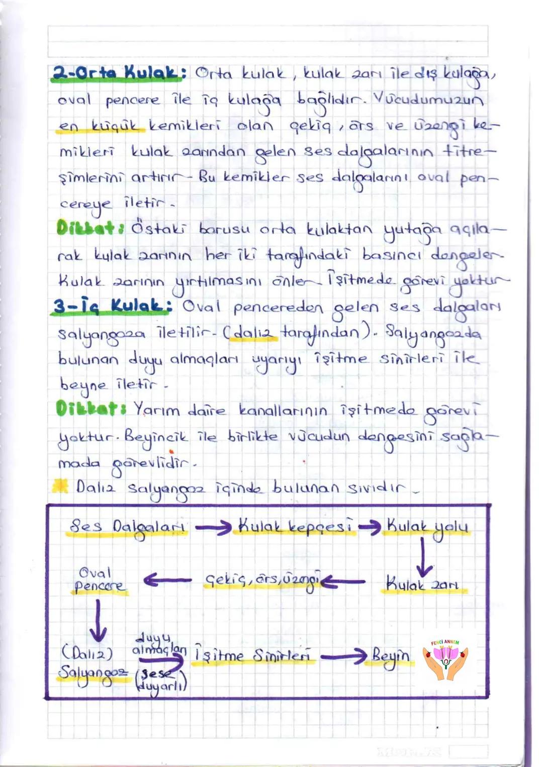 ## DUYU ORGANLARI
Çevremizden gelen uyarıları, duyu almaçları (reseptor)
adı verilen özelleşmiş hücreler yardımıyla algılayan
organlara du
