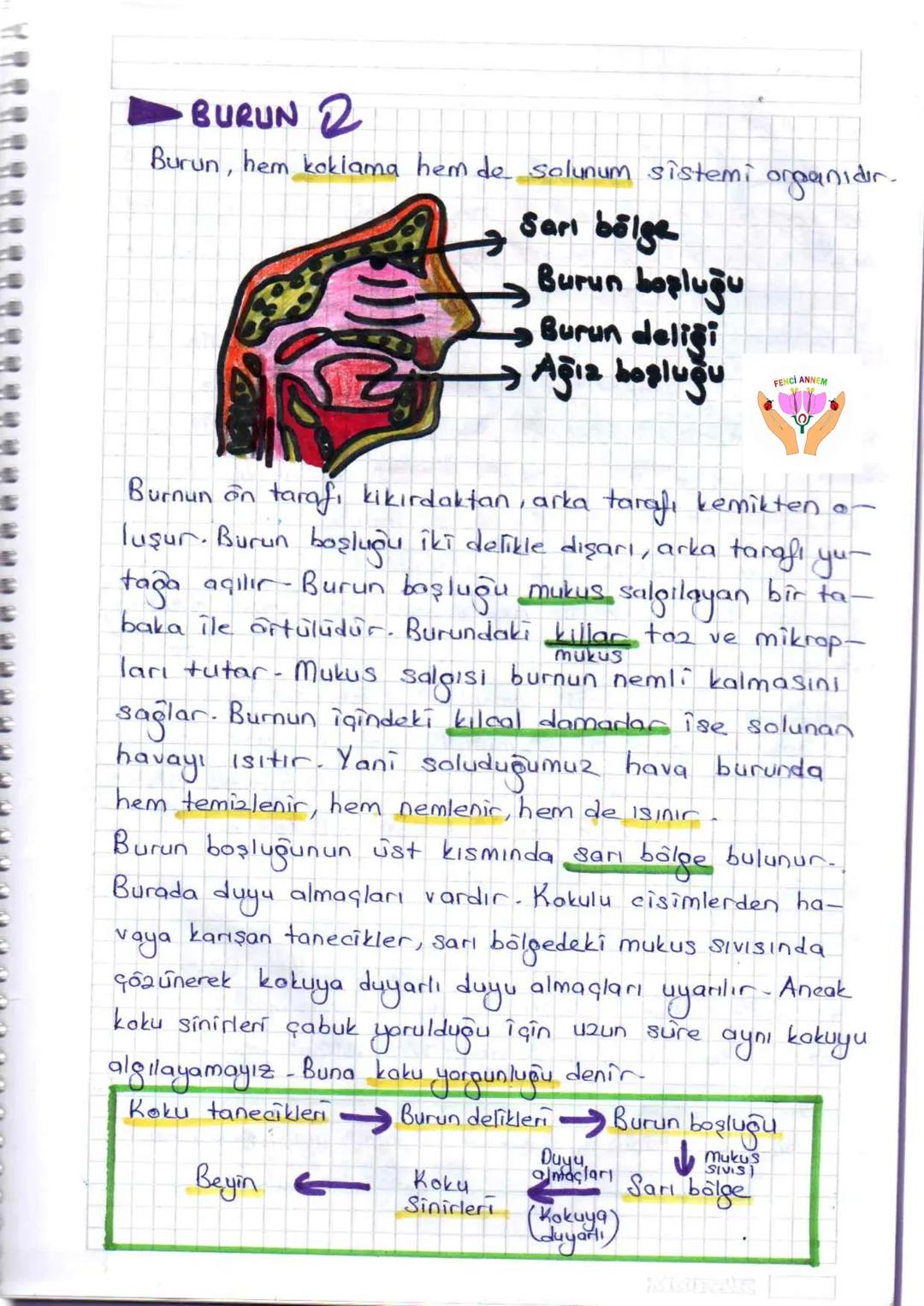 ## DUYU ORGANLARI
Çevremizden gelen uyarıları, duyu almaçları (reseptor)
adı verilen özelleşmiş hücreler yardımıyla algılayan
organlara du