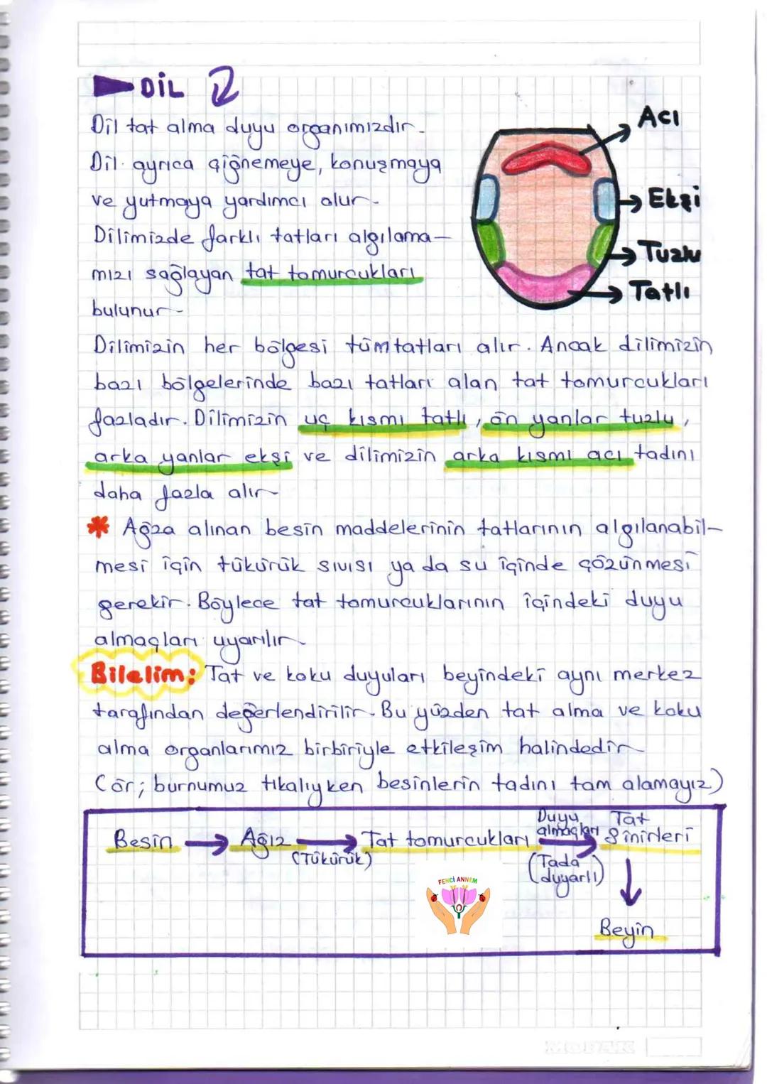 ## DUYU ORGANLARI
Çevremizden gelen uyarıları, duyu almaçları (reseptor)
adı verilen özelleşmiş hücreler yardımıyla algılayan
organlara du