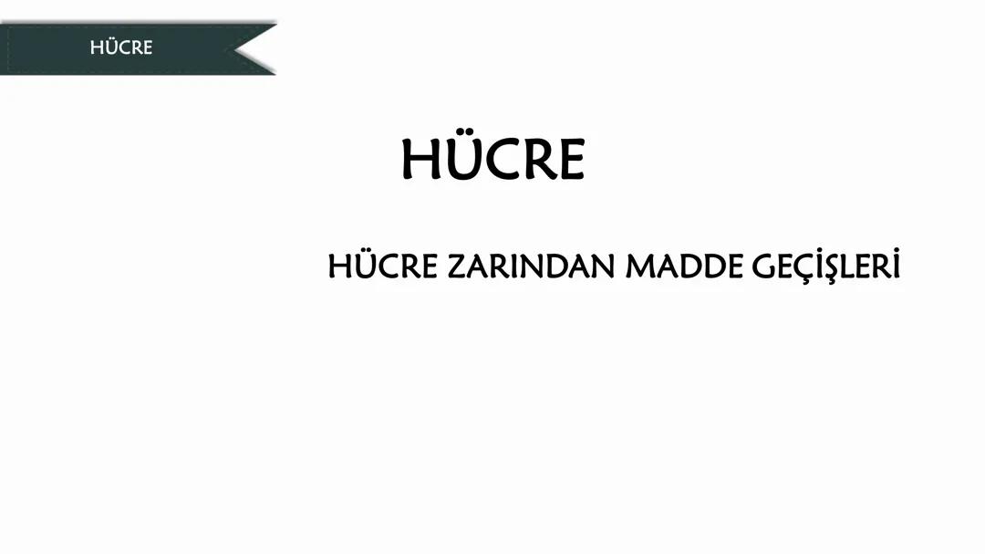 Hücre zarından madde geçişleri
