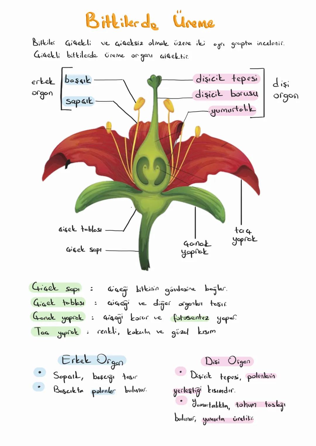 Bitkilerde Üreme Büyüme Gelişme