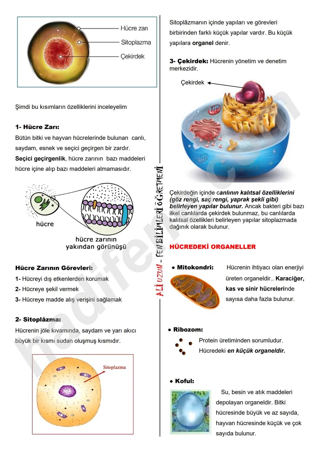 5.SINIF 3.ÜNİTE
HÜCRE VE ORGANELLERİ
HÜCRE VE ORGANELLERİ
Hücre Nedir?
Canlıların, canlılık özelliği gösteren en küçük yapı
birimine hücre d