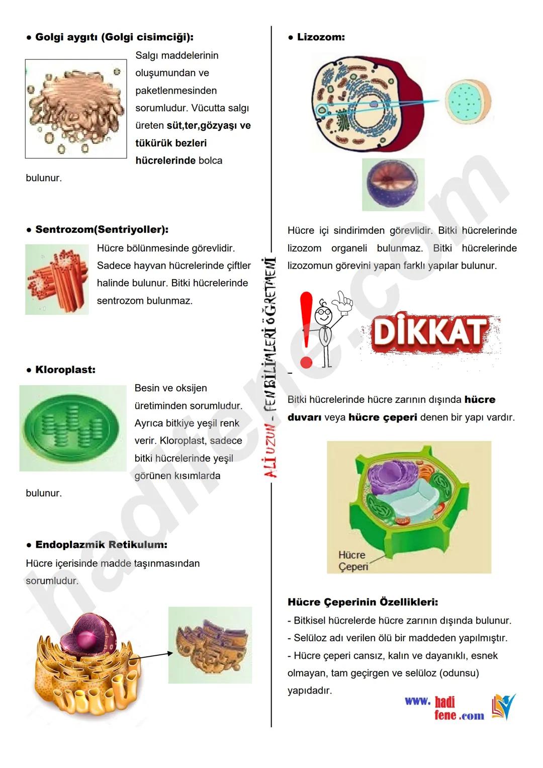 5.SINIF 3.ÜNİTE
HÜCRE VE ORGANELLERİ
HÜCRE VE ORGANELLERİ
Hücre Nedir?
Canlıların, canlılık özelliği gösteren en küçük yapı
birimine hücre d