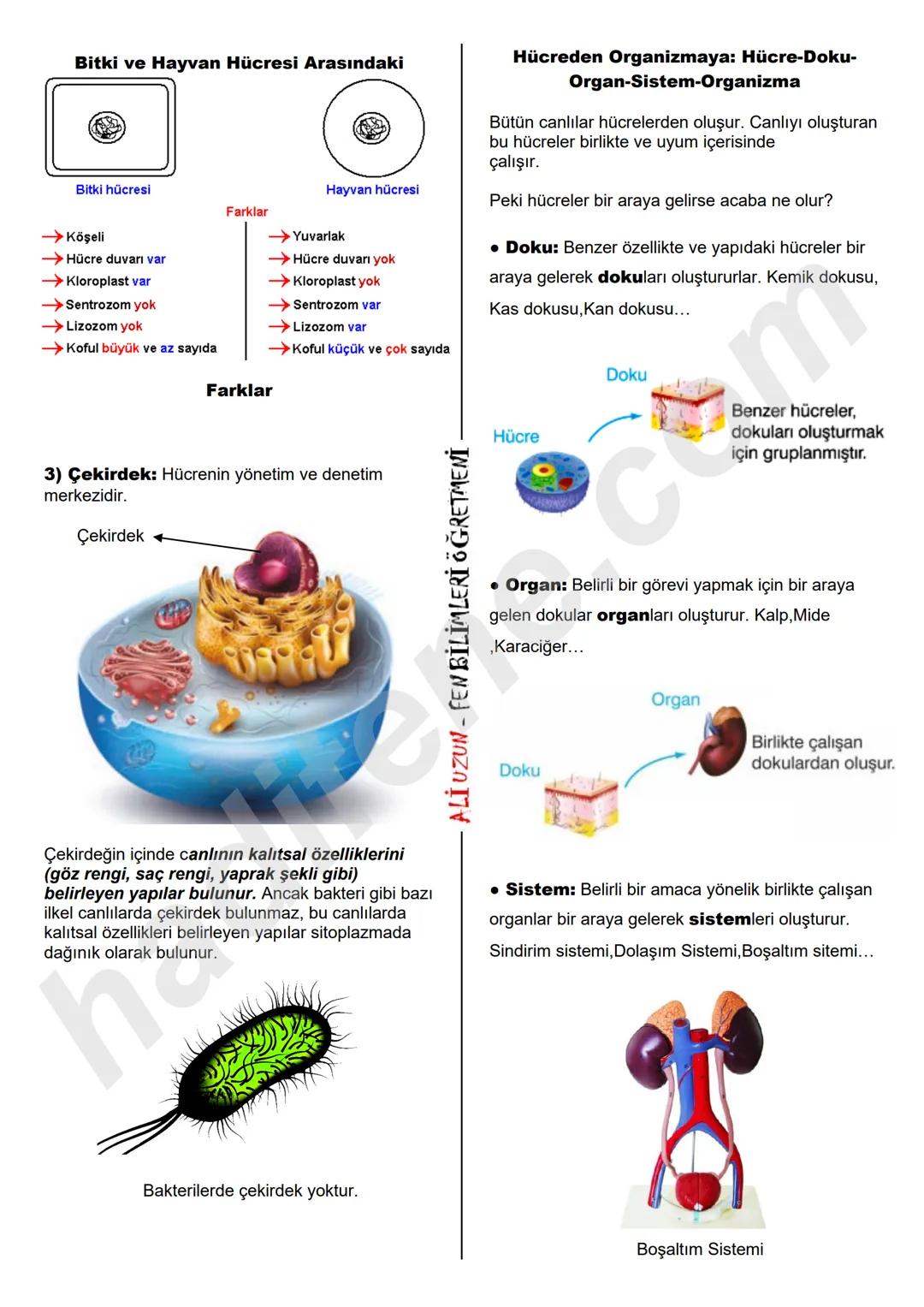 5.SINIF 3.ÜNİTE
HÜCRE VE ORGANELLERİ
HÜCRE VE ORGANELLERİ
Hücre Nedir?
Canlıların, canlılık özelliği gösteren en küçük yapı
birimine hücre d