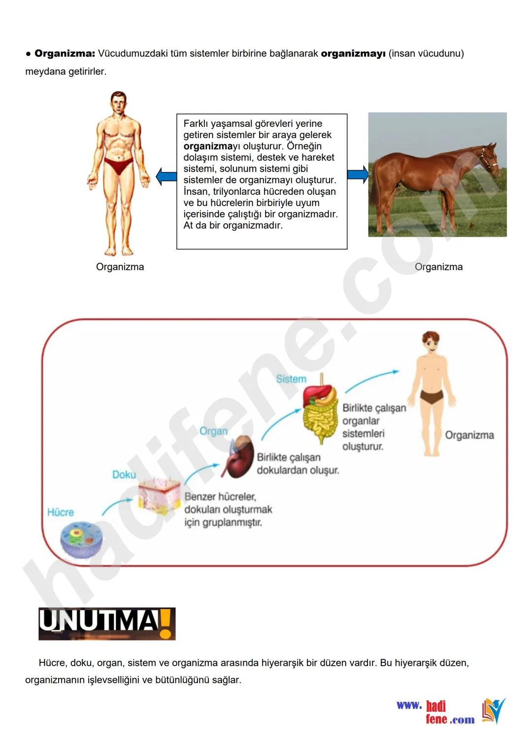 5.SINIF 3.ÜNİTE
HÜCRE VE ORGANELLERİ
HÜCRE VE ORGANELLERİ
Hücre Nedir?
Canlıların, canlılık özelliği gösteren en küçük yapı
birimine hücre d
