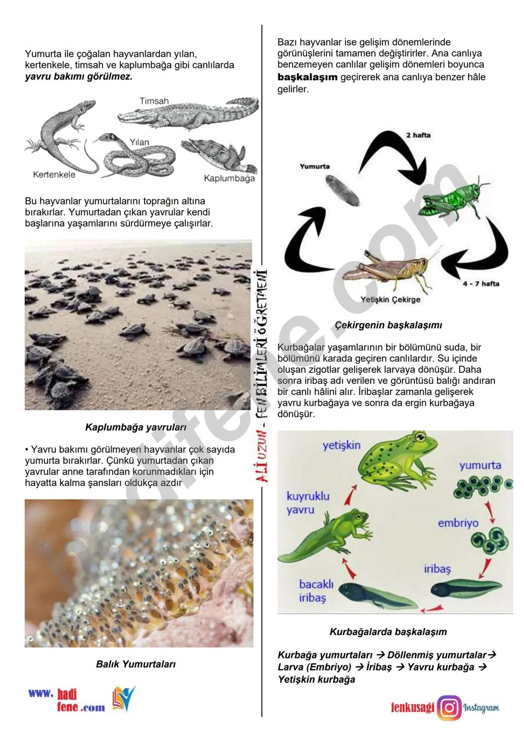 7.SINIF 1.ÜNİTE
GÜNEŞ SİSTEMİ VE ÖTESİ
UZAY ARAŞTIRMALARI
Ali Hocayla Hadi Fene
www.hadifene.com
UZAY TEKNOLOJİLERİ
Eski çağlardan günümüze