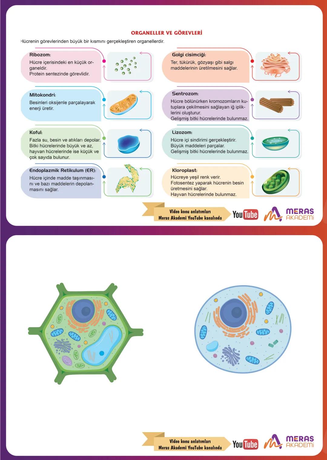 HÜCRE
✔Canlıları oluşturan ve canlılık özelliği gösteren en küçük
yapıya hücre denir.
✔ Bazı canlılar tek hücreliyken bazı canlılar çok hücr