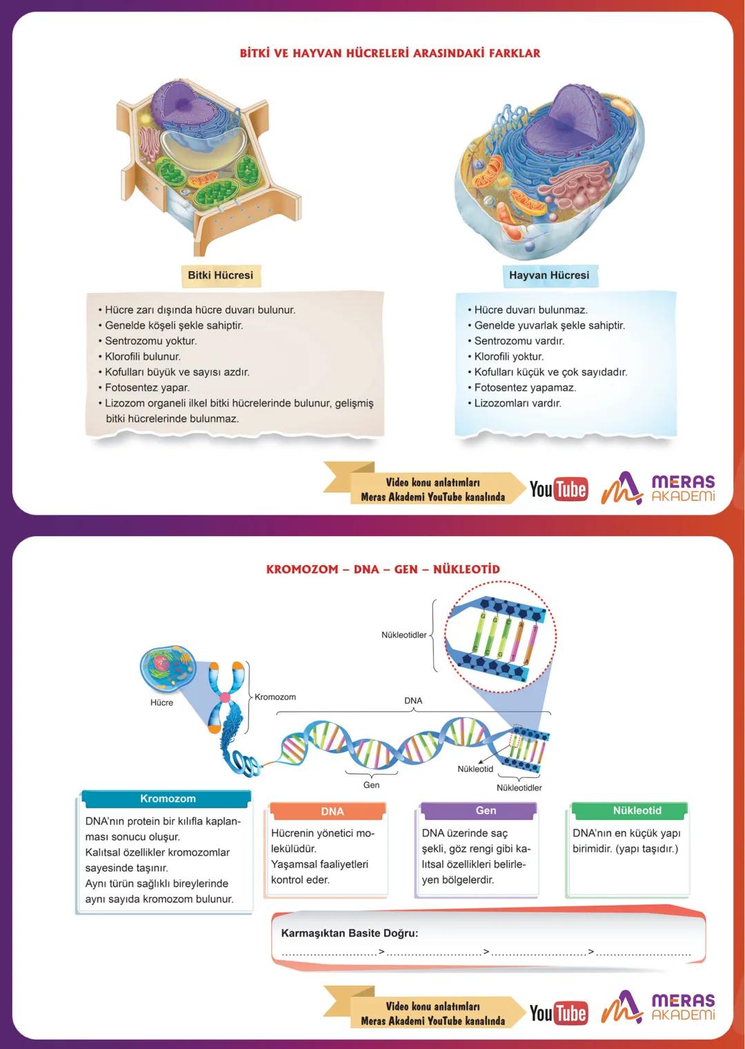 HÜCRE
✔Canlıları oluşturan ve canlılık özelliği gösteren en küçük
yapıya hücre denir.
✔ Bazı canlılar tek hücreliyken bazı canlılar çok hücr