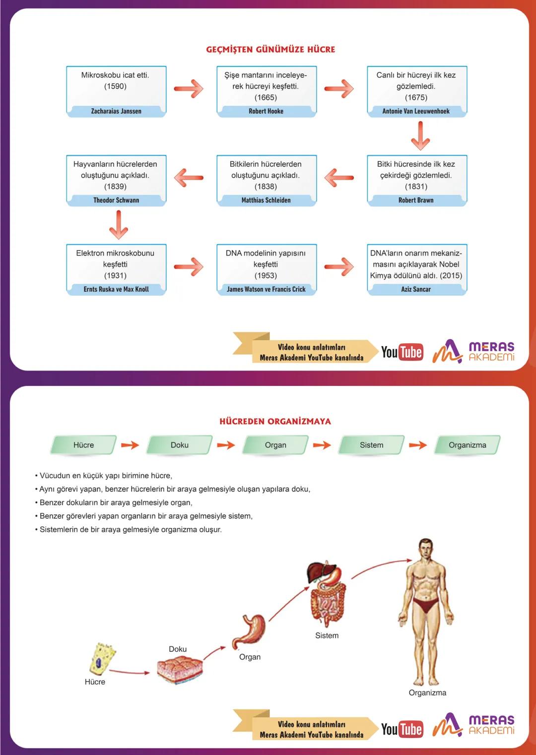 HÜCRE
✔Canlıları oluşturan ve canlılık özelliği gösteren en küçük
yapıya hücre denir.
✔ Bazı canlılar tek hücreliyken bazı canlılar çok hücr