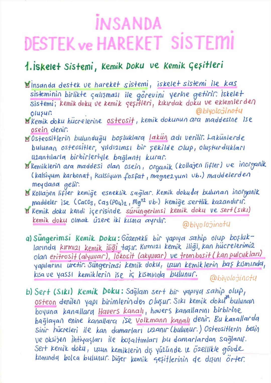 11.sınıf insanda destek ve hareket sistemi