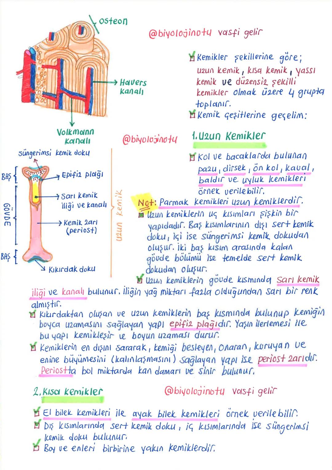 İNSANDA
DESTEK ve HAREKET SİSTEMİ
1. İskelet Sistemi, Kemik Doku ve Kemik Çeşitleri
İnsanda destek ve hareket sistemi, iskelet sistemi ile k