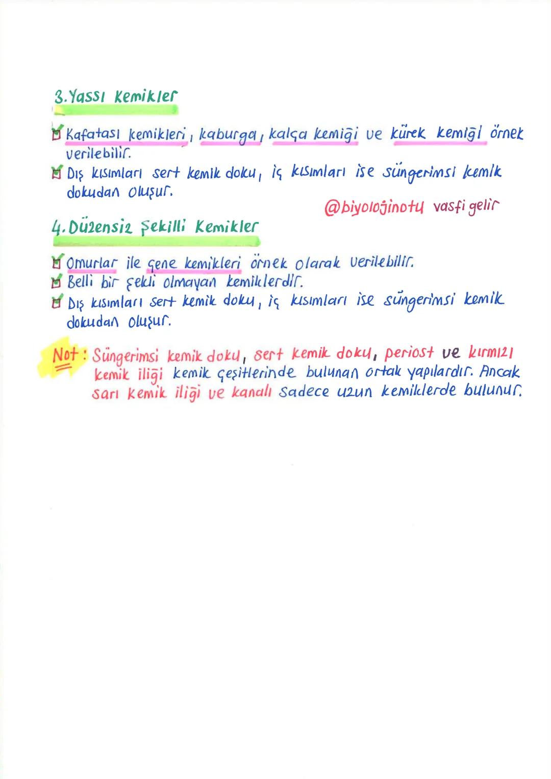 İNSANDA
DESTEK ve HAREKET SİSTEMİ
1. İskelet Sistemi, Kemik Doku ve Kemik Çeşitleri
İnsanda destek ve hareket sistemi, iskelet sistemi ile k