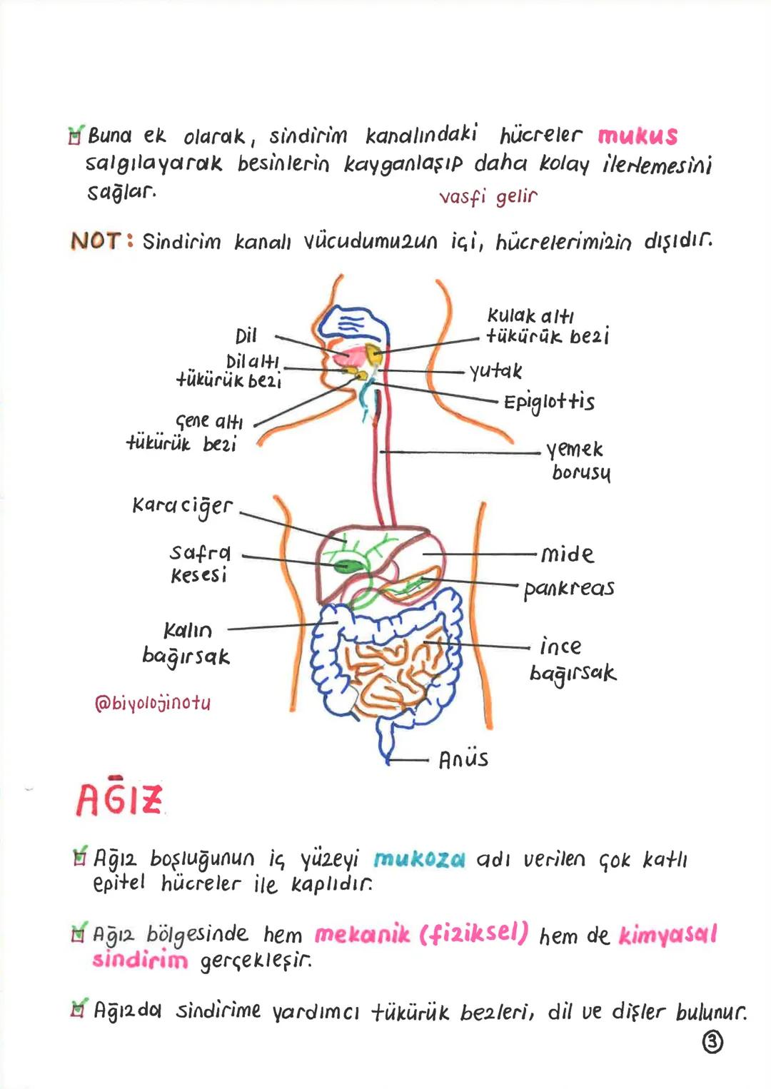 SİNDİRİM SİSTEMİ
Alınan besinlerin hücre zarından geçebilecek kadar
küçük maddelere parçalanması olayına sindirim denir.
Sindirim olayı, mek