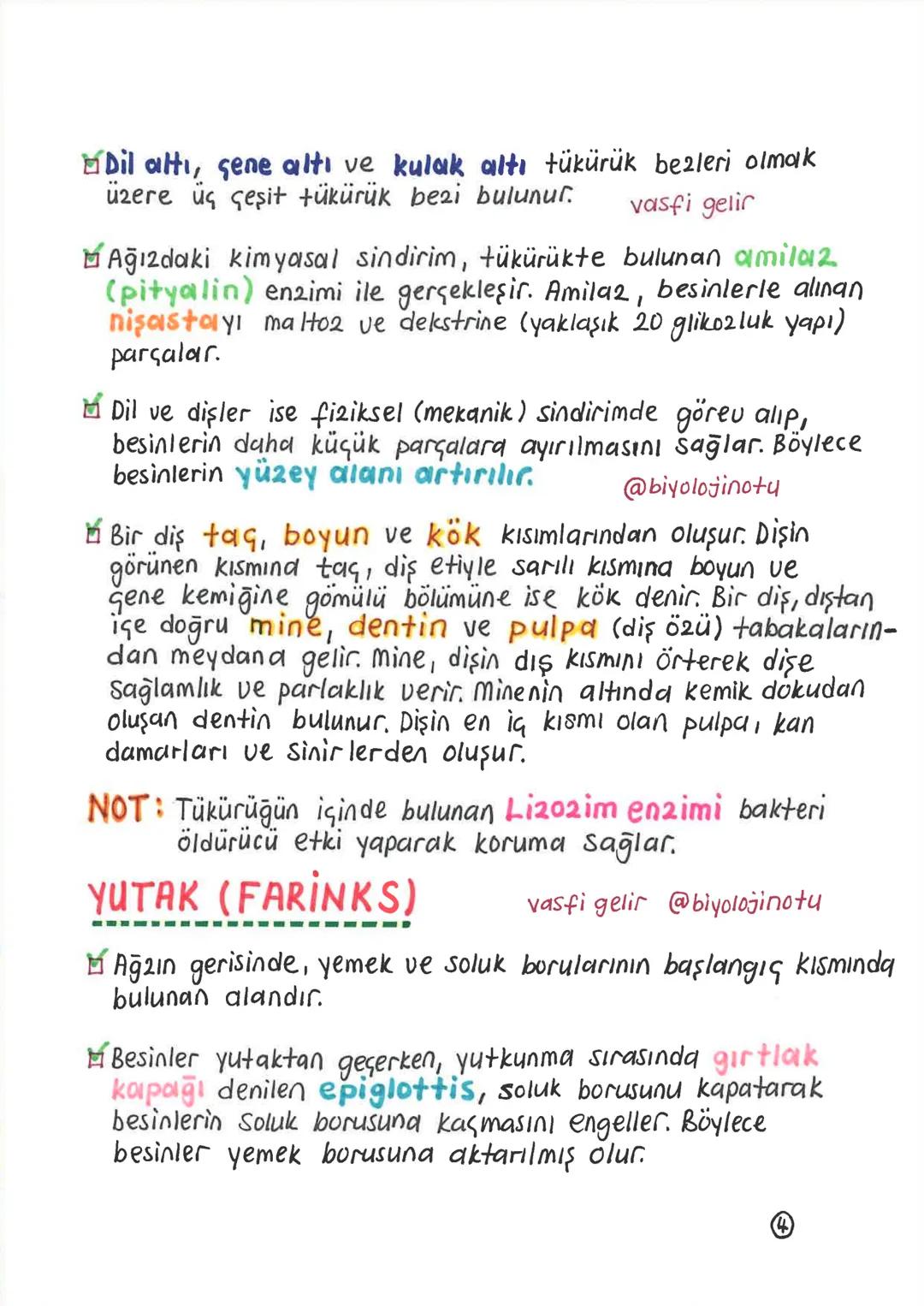 SİNDİRİM SİSTEMİ
Alınan besinlerin hücre zarından geçebilecek kadar
küçük maddelere parçalanması olayına sindirim denir.
Sindirim olayı, mek