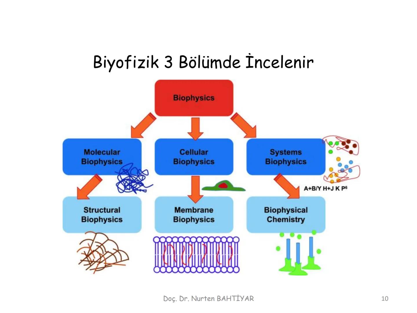 # BİYOFİZİĞE GİRİŞ
Doç. Dr. Nurten Bahtiyar Canlı varlıkların yapı ve işlevleri, tek bir disiplinin
içinden çıkamayacağı kadar karmaşıktır.