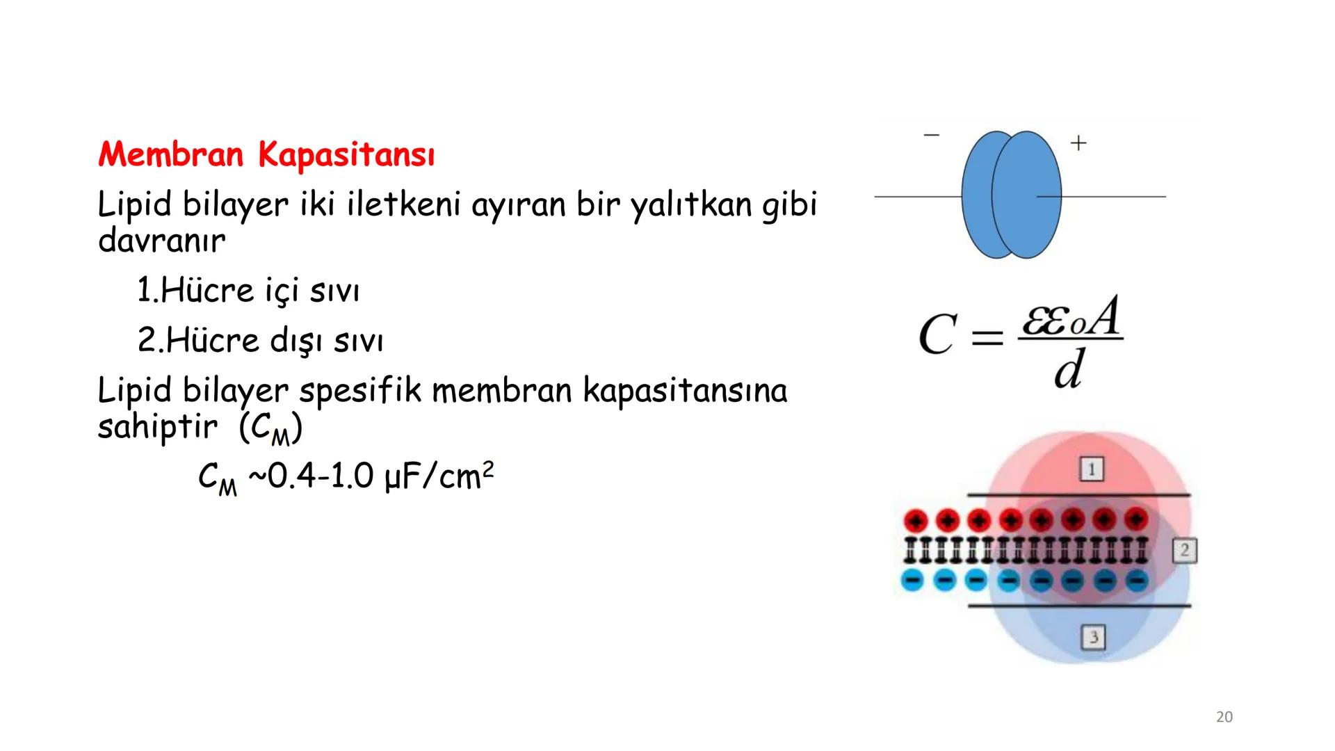 # BİYOFİZİĞE GİRİŞ
Doç. Dr. Nurten Bahtiyar Canlı varlıkların yapı ve işlevleri, tek bir disiplinin
içinden çıkamayacağı kadar karmaşıktır.