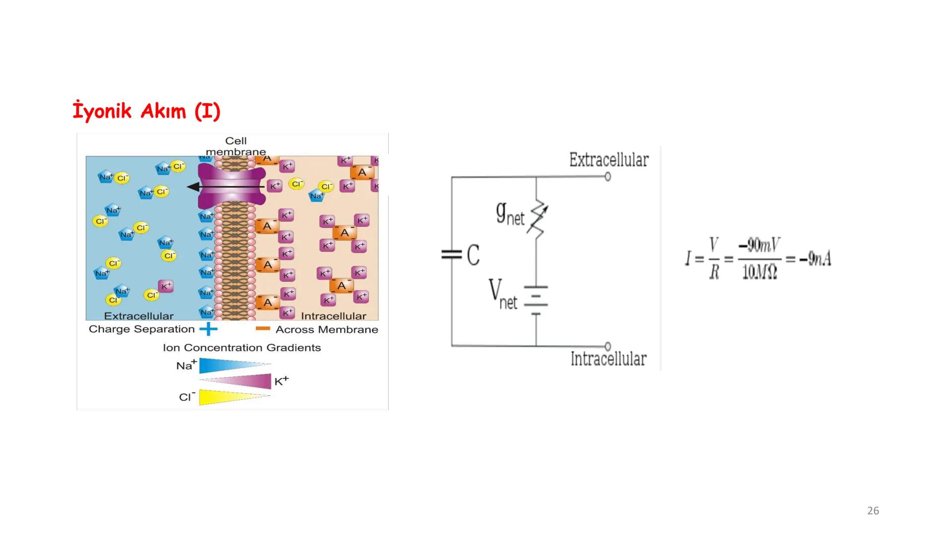# BİYOFİZİĞE GİRİŞ
Doç. Dr. Nurten Bahtiyar Canlı varlıkların yapı ve işlevleri, tek bir disiplinin
içinden çıkamayacağı kadar karmaşıktır.