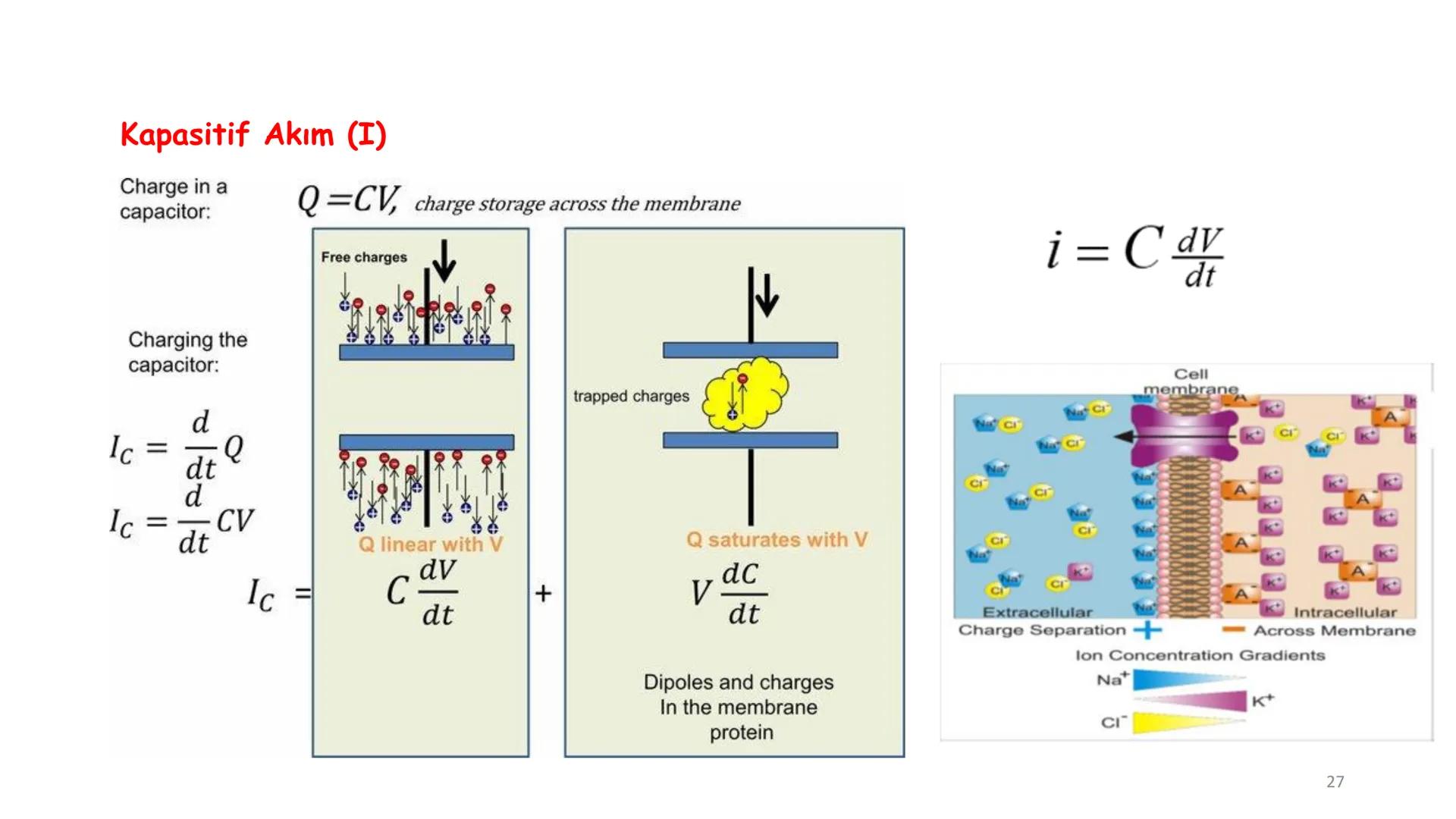 # BİYOFİZİĞE GİRİŞ
Doç. Dr. Nurten Bahtiyar Canlı varlıkların yapı ve işlevleri, tek bir disiplinin
içinden çıkamayacağı kadar karmaşıktır.