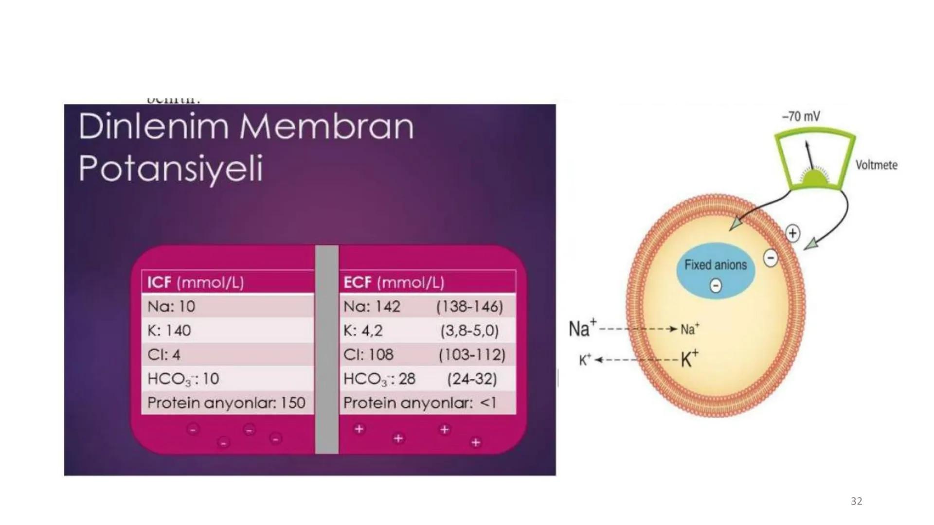# BİYOFİZİĞE GİRİŞ
Doç. Dr. Nurten Bahtiyar Canlı varlıkların yapı ve işlevleri, tek bir disiplinin
içinden çıkamayacağı kadar karmaşıktır.