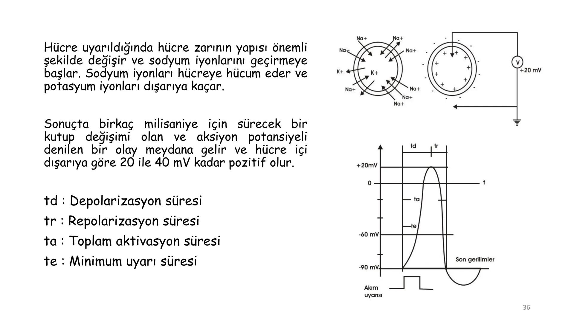 # BİYOFİZİĞE GİRİŞ
Doç. Dr. Nurten Bahtiyar Canlı varlıkların yapı ve işlevleri, tek bir disiplinin
içinden çıkamayacağı kadar karmaşıktır.