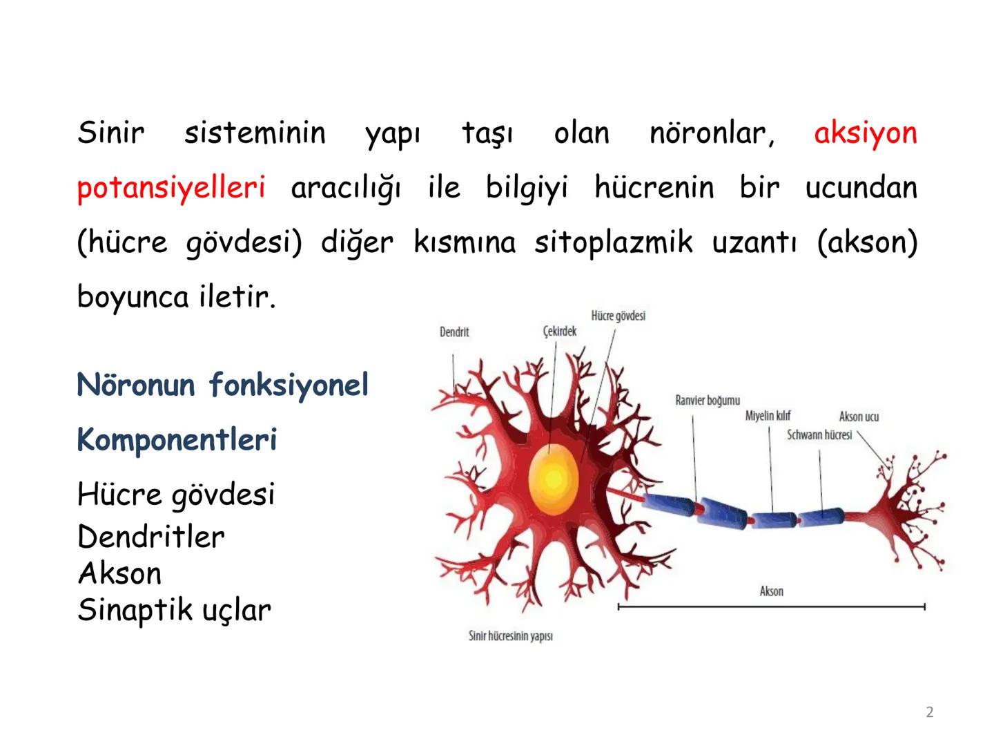 # BİYOFİZİĞE GİRİŞ
Doç. Dr. Nurten Bahtiyar Canlı varlıkların yapı ve işlevleri, tek bir disiplinin
içinden çıkamayacağı kadar karmaşıktır.