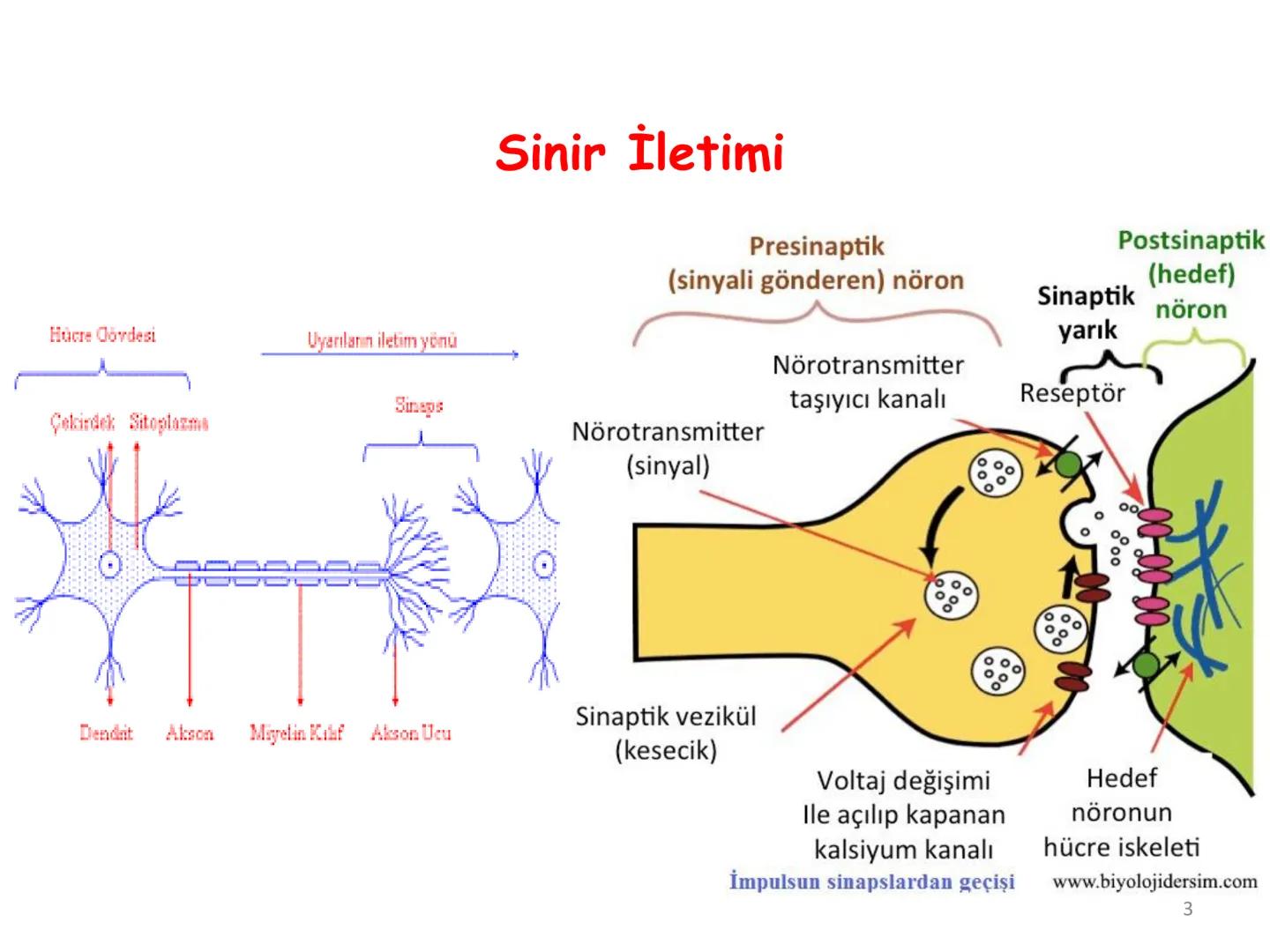 # BİYOFİZİĞE GİRİŞ
Doç. Dr. Nurten Bahtiyar Canlı varlıkların yapı ve işlevleri, tek bir disiplinin
içinden çıkamayacağı kadar karmaşıktır.