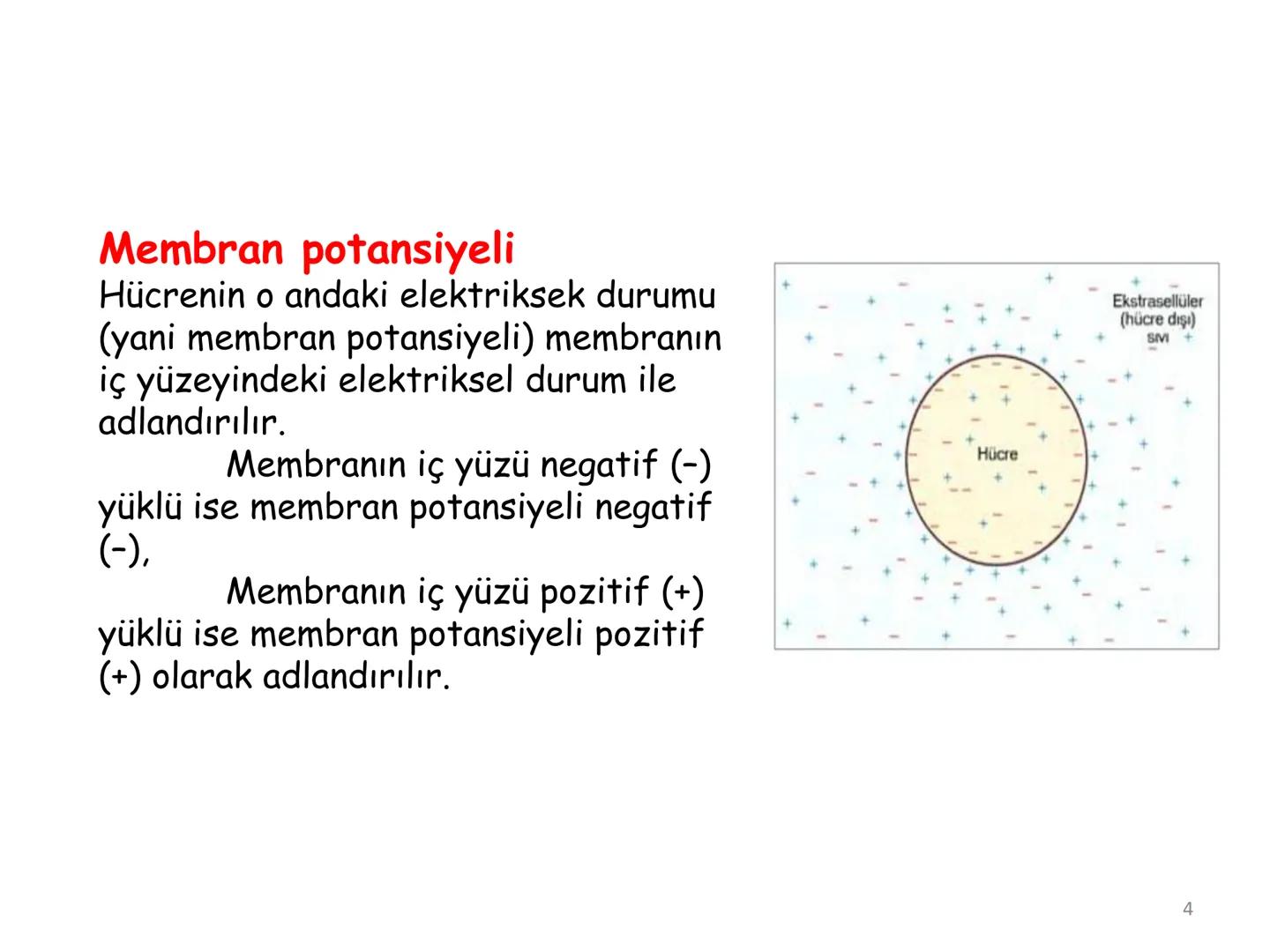 # BİYOFİZİĞE GİRİŞ
Doç. Dr. Nurten Bahtiyar Canlı varlıkların yapı ve işlevleri, tek bir disiplinin
içinden çıkamayacağı kadar karmaşıktır.