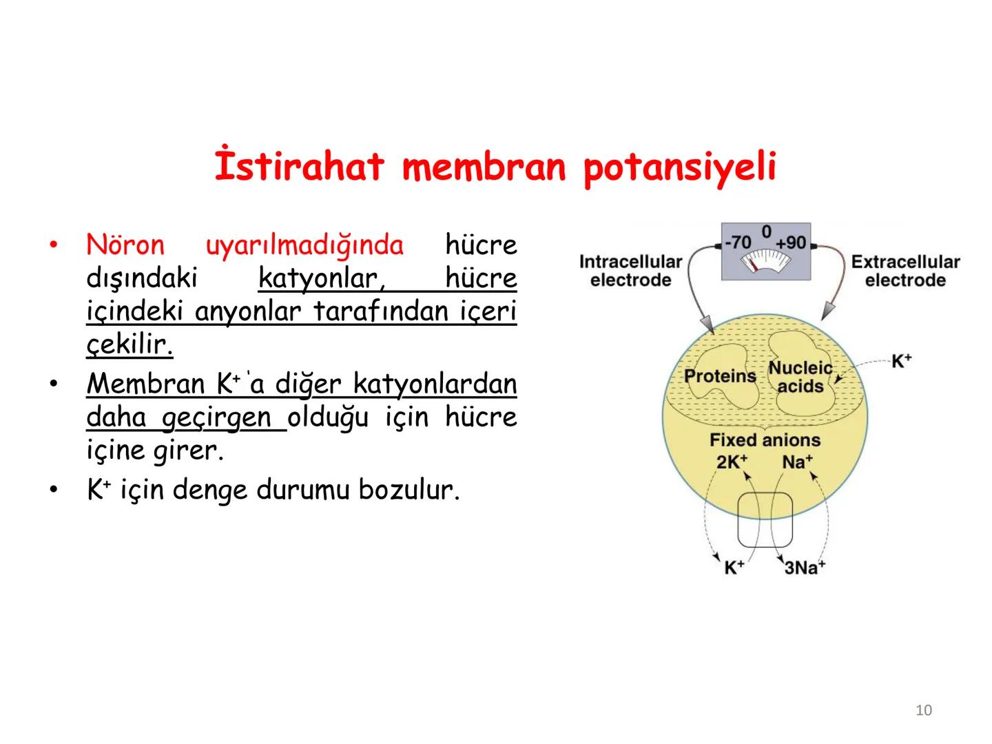 # BİYOFİZİĞE GİRİŞ
Doç. Dr. Nurten Bahtiyar Canlı varlıkların yapı ve işlevleri, tek bir disiplinin
içinden çıkamayacağı kadar karmaşıktır.