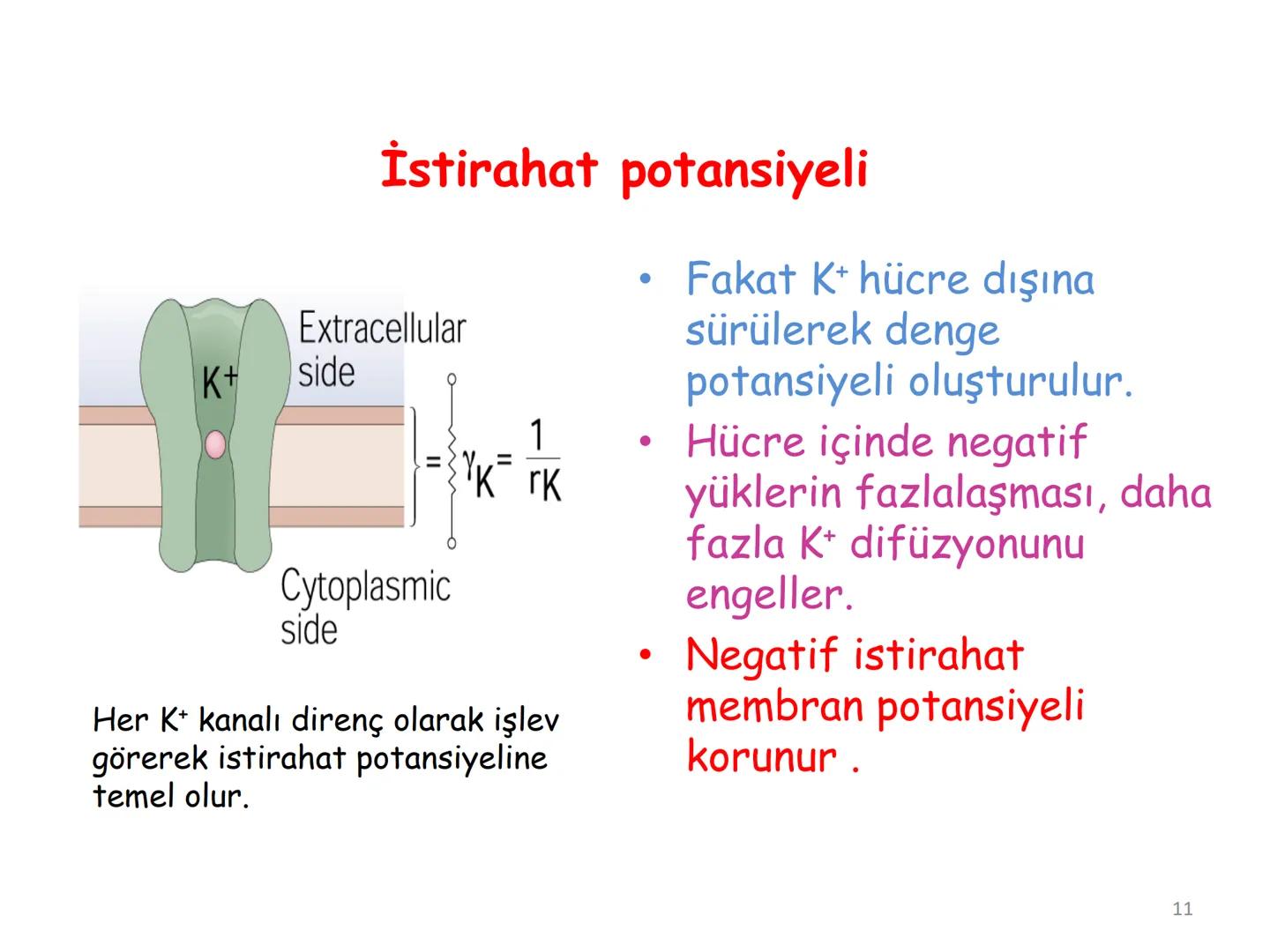 # BİYOFİZİĞE GİRİŞ
Doç. Dr. Nurten Bahtiyar Canlı varlıkların yapı ve işlevleri, tek bir disiplinin
içinden çıkamayacağı kadar karmaşıktır.