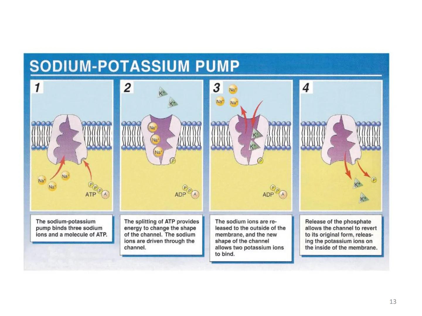 # BİYOFİZİĞE GİRİŞ
Doç. Dr. Nurten Bahtiyar Canlı varlıkların yapı ve işlevleri, tek bir disiplinin
içinden çıkamayacağı kadar karmaşıktır.