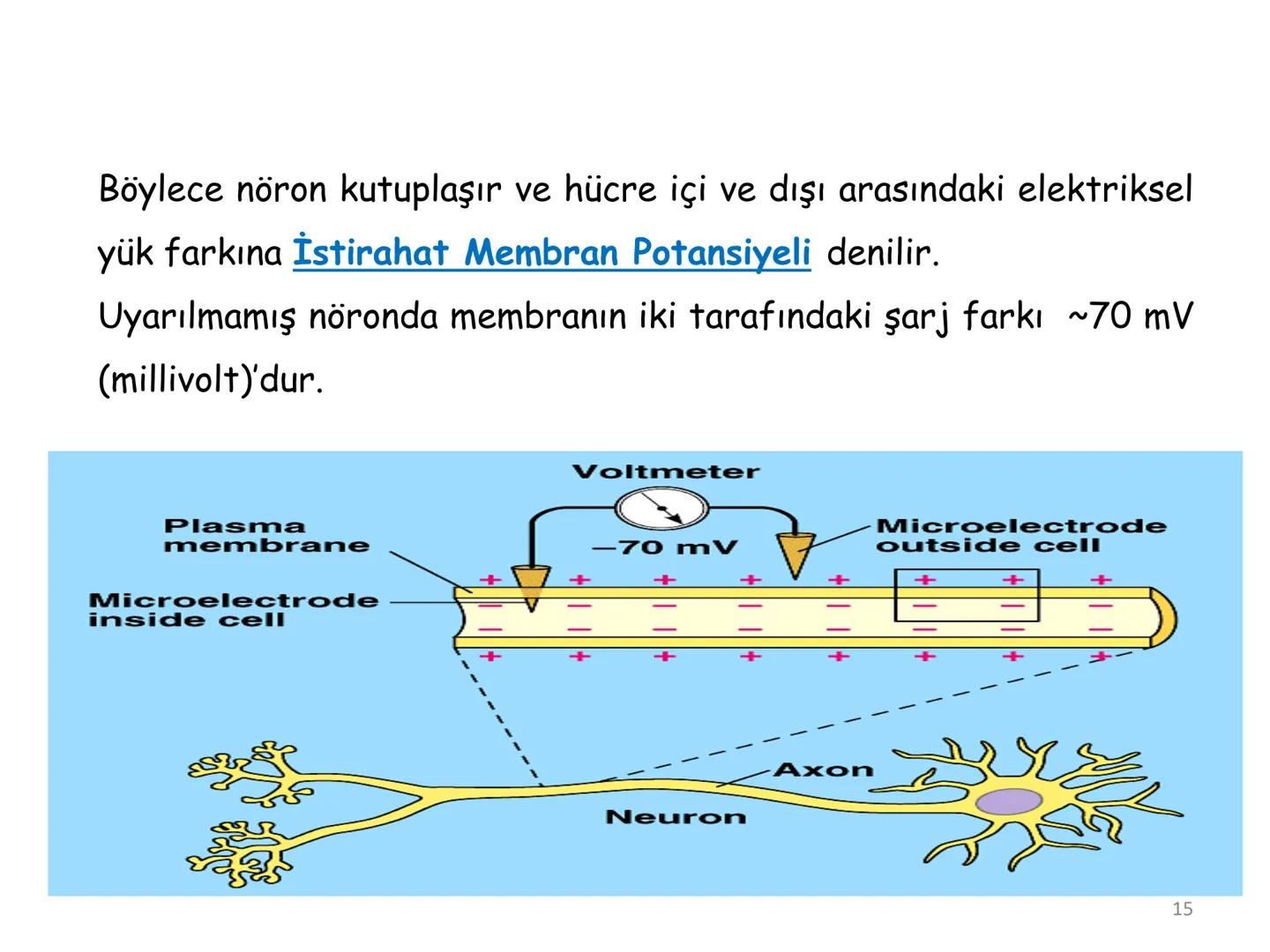 # BİYOFİZİĞE GİRİŞ
Doç. Dr. Nurten Bahtiyar Canlı varlıkların yapı ve işlevleri, tek bir disiplinin
içinden çıkamayacağı kadar karmaşıktır.