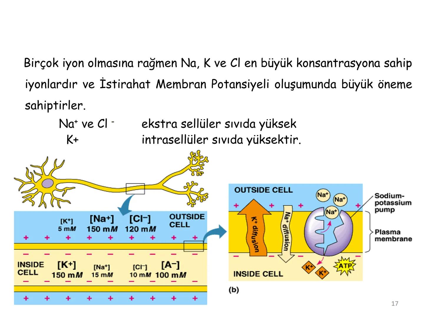 # BİYOFİZİĞE GİRİŞ
Doç. Dr. Nurten Bahtiyar Canlı varlıkların yapı ve işlevleri, tek bir disiplinin
içinden çıkamayacağı kadar karmaşıktır.