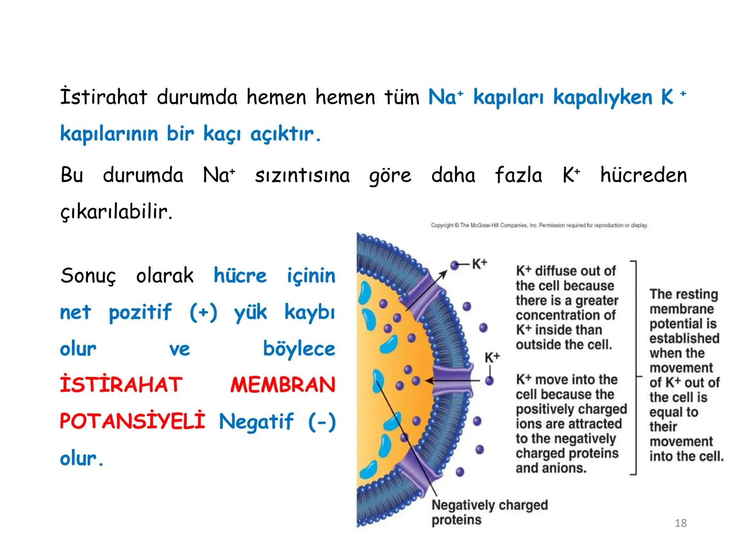 # BİYOFİZİĞE GİRİŞ
Doç. Dr. Nurten Bahtiyar Canlı varlıkların yapı ve işlevleri, tek bir disiplinin
içinden çıkamayacağı kadar karmaşıktır.