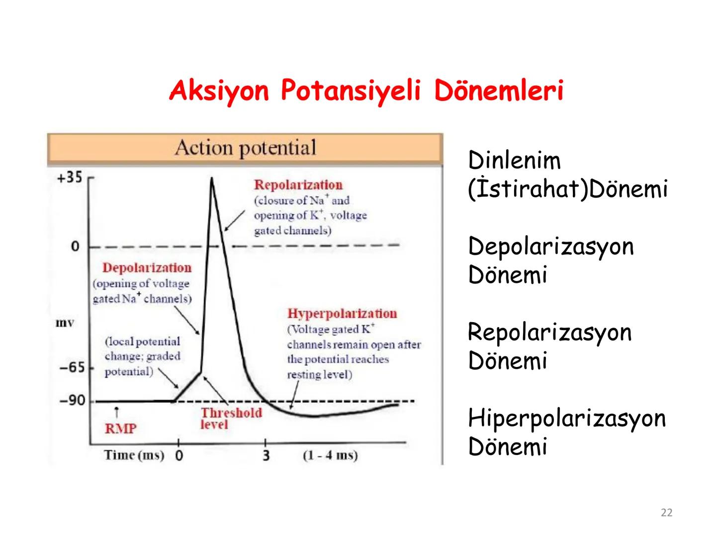 # BİYOFİZİĞE GİRİŞ
Doç. Dr. Nurten Bahtiyar Canlı varlıkların yapı ve işlevleri, tek bir disiplinin
içinden çıkamayacağı kadar karmaşıktır.