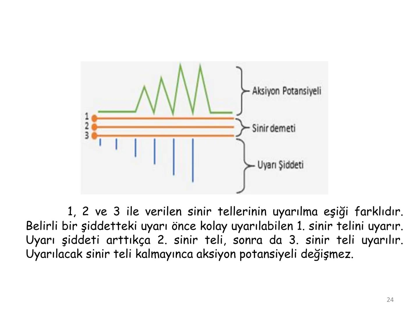 # BİYOFİZİĞE GİRİŞ
Doç. Dr. Nurten Bahtiyar Canlı varlıkların yapı ve işlevleri, tek bir disiplinin
içinden çıkamayacağı kadar karmaşıktır.