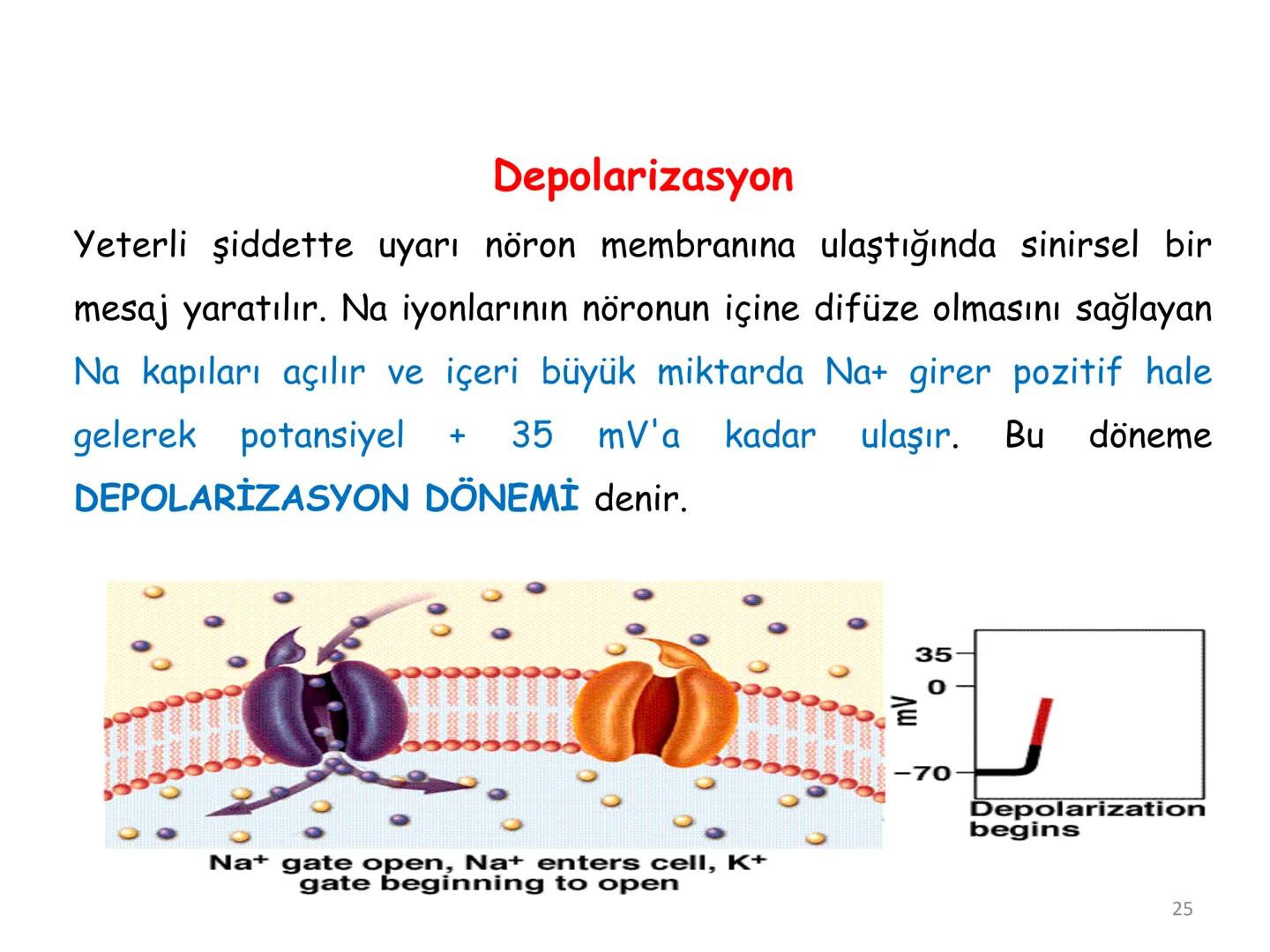 # BİYOFİZİĞE GİRİŞ
Doç. Dr. Nurten Bahtiyar Canlı varlıkların yapı ve işlevleri, tek bir disiplinin
içinden çıkamayacağı kadar karmaşıktır.