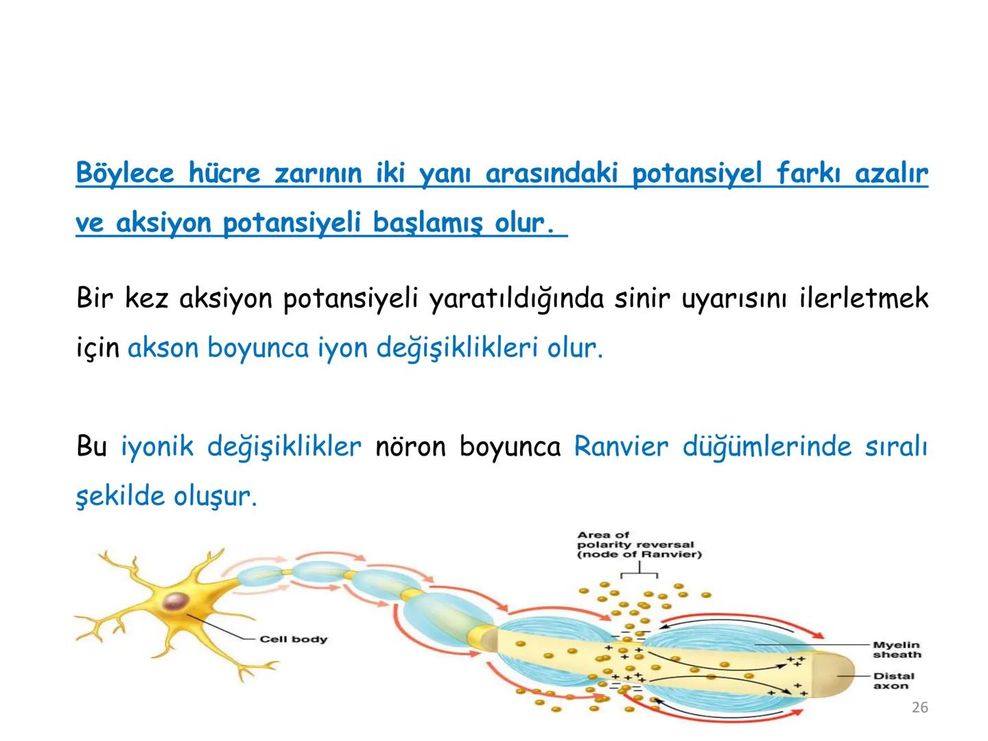# BİYOFİZİĞE GİRİŞ
Doç. Dr. Nurten Bahtiyar Canlı varlıkların yapı ve işlevleri, tek bir disiplinin
içinden çıkamayacağı kadar karmaşıktır.
